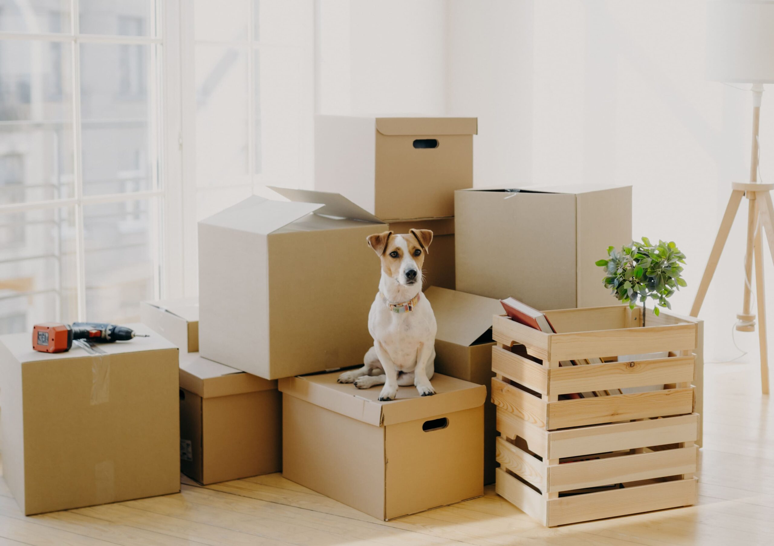motion-detector-pet